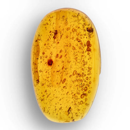 Get your Myanmar Amber with Insect Inclusions – Ancient Fossil online now or in store at Forever Gems in Franschhoek, South Africa