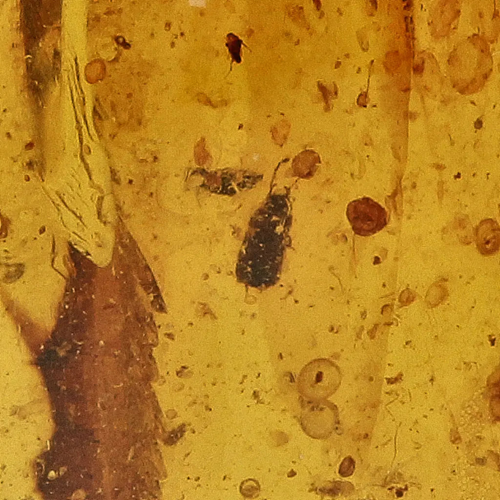 Get your Amber Fossil with Insect Inclusion – Myanmar Origin online now or in store at Forever Gems in Franschhoek, South Africa