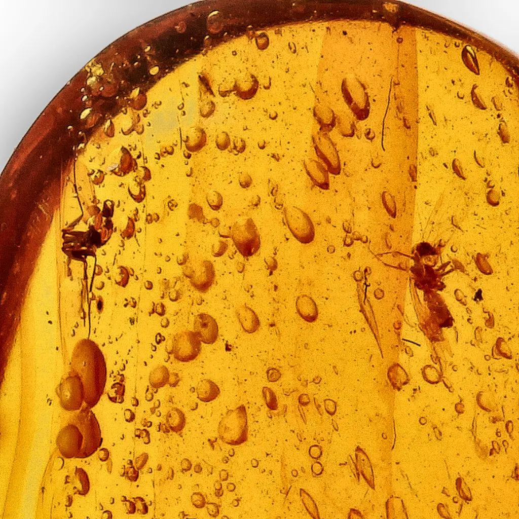Get your Myanmar Amber with Insect Inclusions – Ancient Fossil online now or in store at Forever Gems in Franschhoek, South Africa