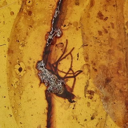Get your Amber Fossil with Insect Inclusion – Myanmar Origin online now or in store at Forever Gems in Franschhoek, South Africa