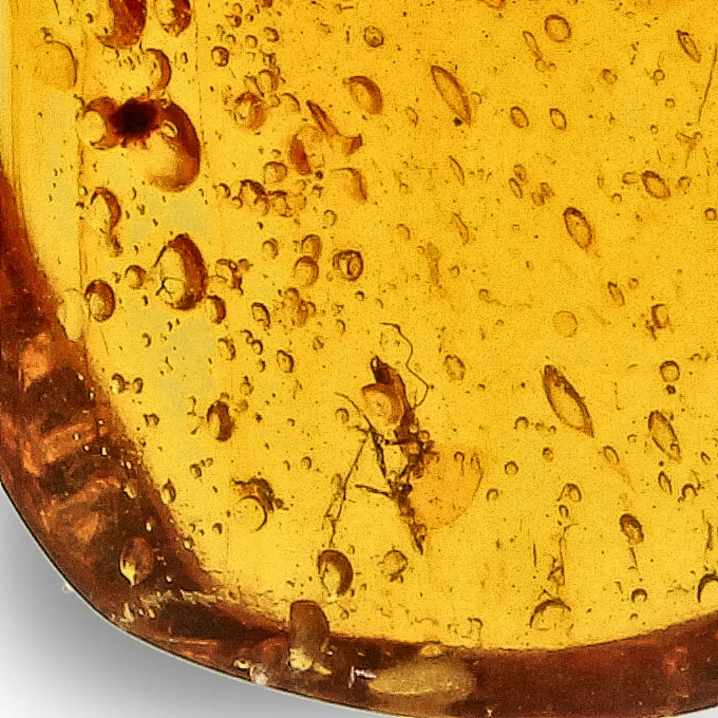 Get your Myanmar Amber with Insect Inclusions – Ancient Fossil online now or in store at Forever Gems in Franschhoek, South Africa