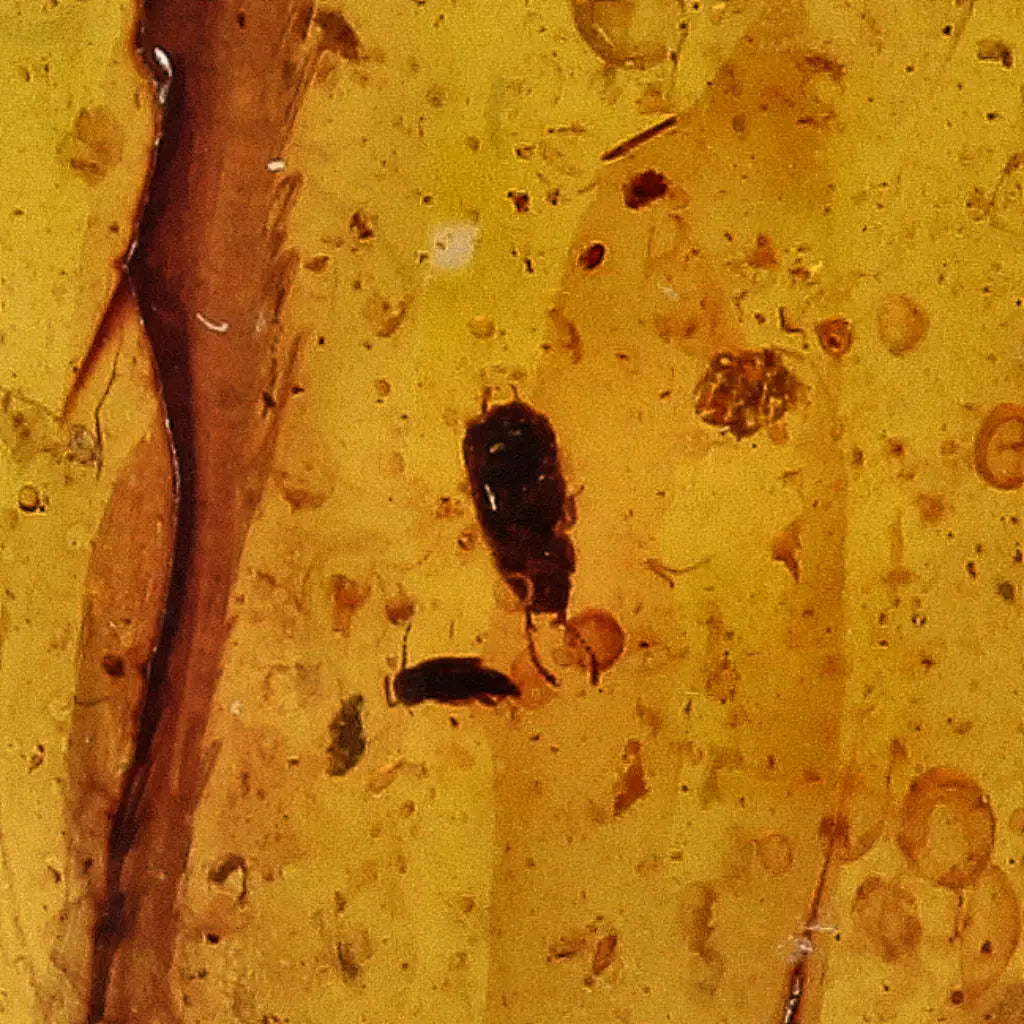 Get your Amber Fossil with Insect Inclusion – Myanmar Origin online now or in store at Forever Gems in Franschhoek, South Africa