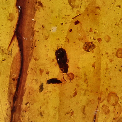 Get your Amber Fossil with Insect Inclusion – Myanmar Origin online now or in store at Forever Gems in Franschhoek, South Africa