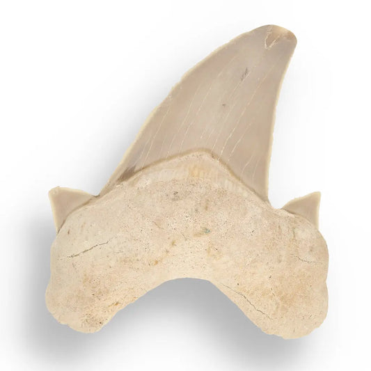 Get your Otodus Obliquus - Quality Shark Tooth from Khouribga Morocco online now or in store at Forever Gems in Franschhoek, South Africa