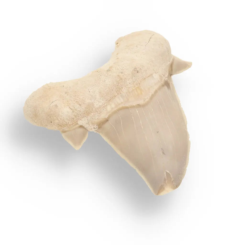 Get your Otodus Obliquus - Quality Shark Tooth from Khouribga Morocco online now or in store at Forever Gems in Franschhoek, South Africa