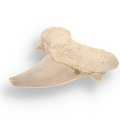 Get your Otodus Obliquus - Quality Shark Tooth from Khouribga Morocco online now or in store at Forever Gems in Franschhoek, South Africa