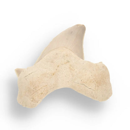 Get your Otodus Obliquus - Quality Shark Tooth from Khouribga Morocco online now or in store at Forever Gems in Franschhoek, South Africa