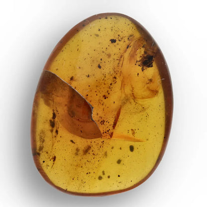 Authentic Myanmar (Burma) Amber with Insect Inclusions