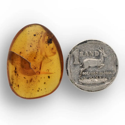 Authentic Myanmar (Burma) Amber with Insect Inclusions