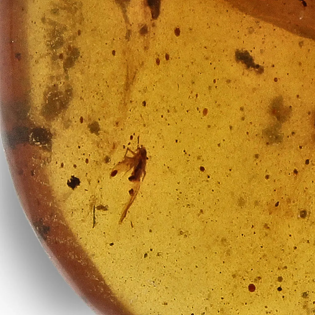 Authentic Myanmar (Burma) Amber with Insect Inclusions