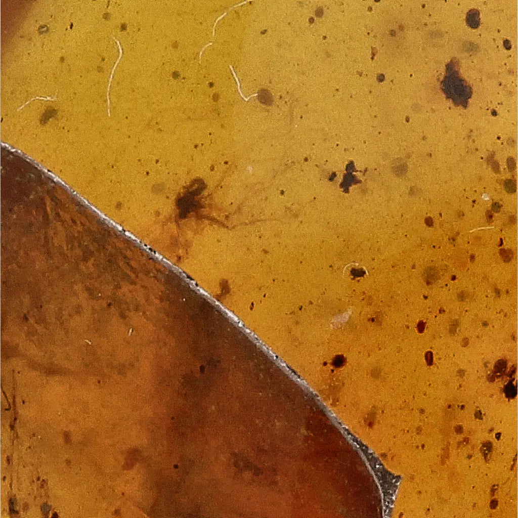 Authentic Myanmar (Burma) Amber with Insect Inclusions