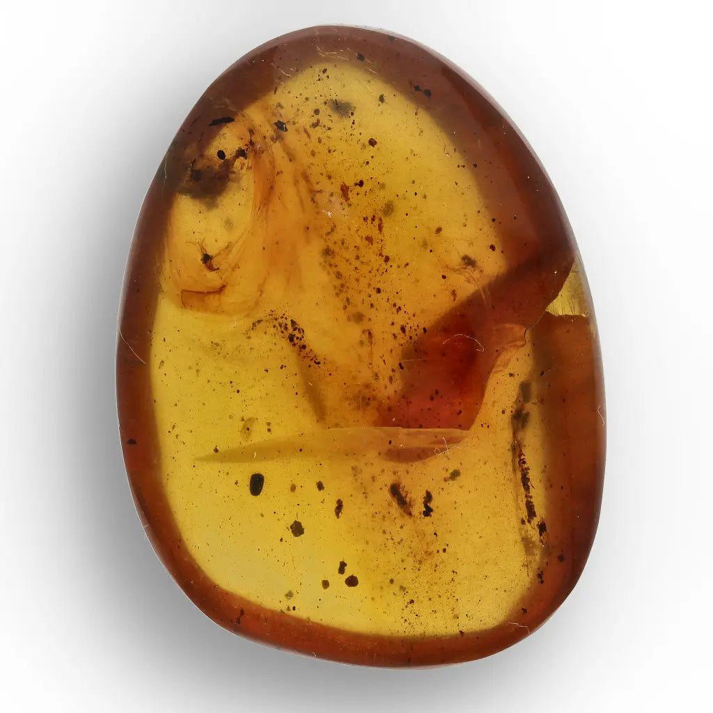 Authentic Myanmar (Burma) Amber with Insect Inclusions