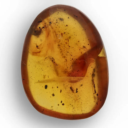 Authentic Myanmar (Burma) Amber with Insect Inclusions