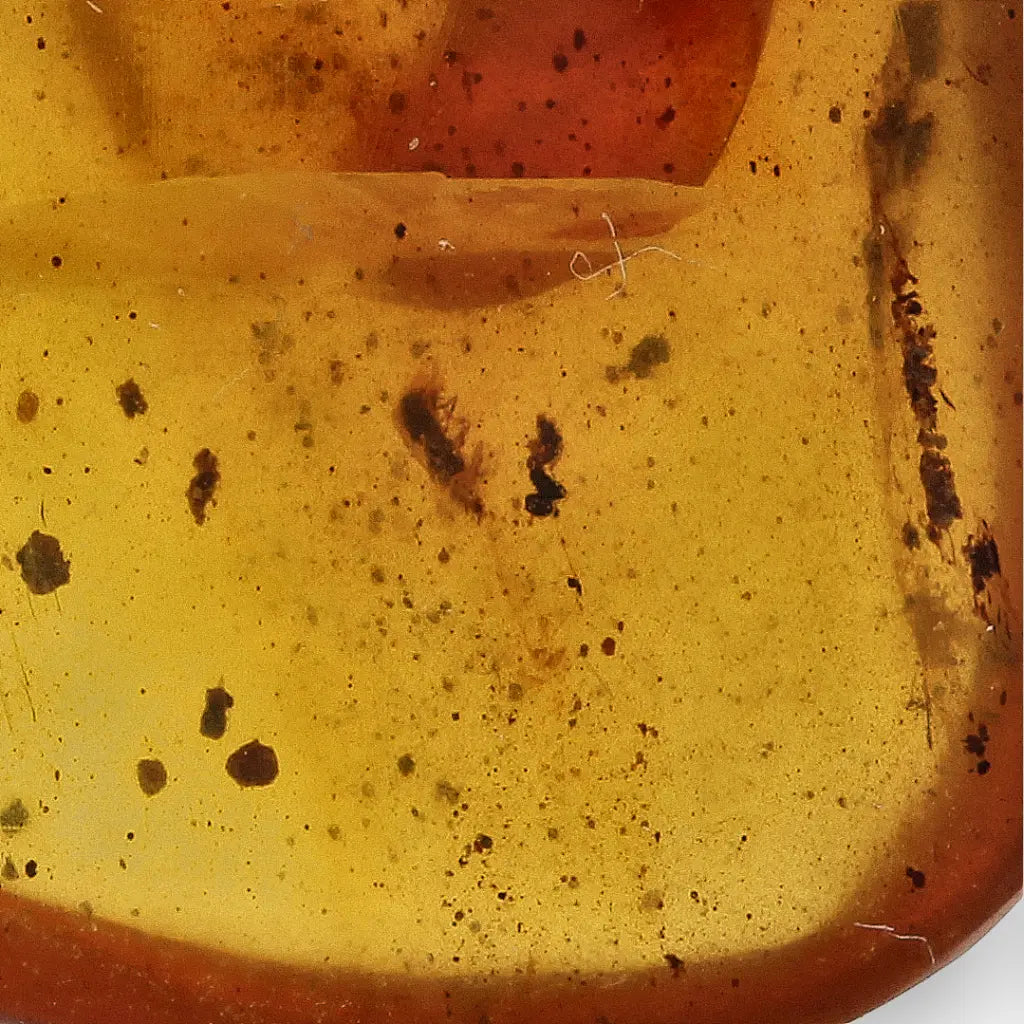 Authentic Myanmar (Burma) Amber with Insect Inclusions