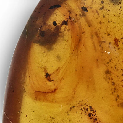 Authentic Myanmar (Burma) Amber with Insect Inclusions