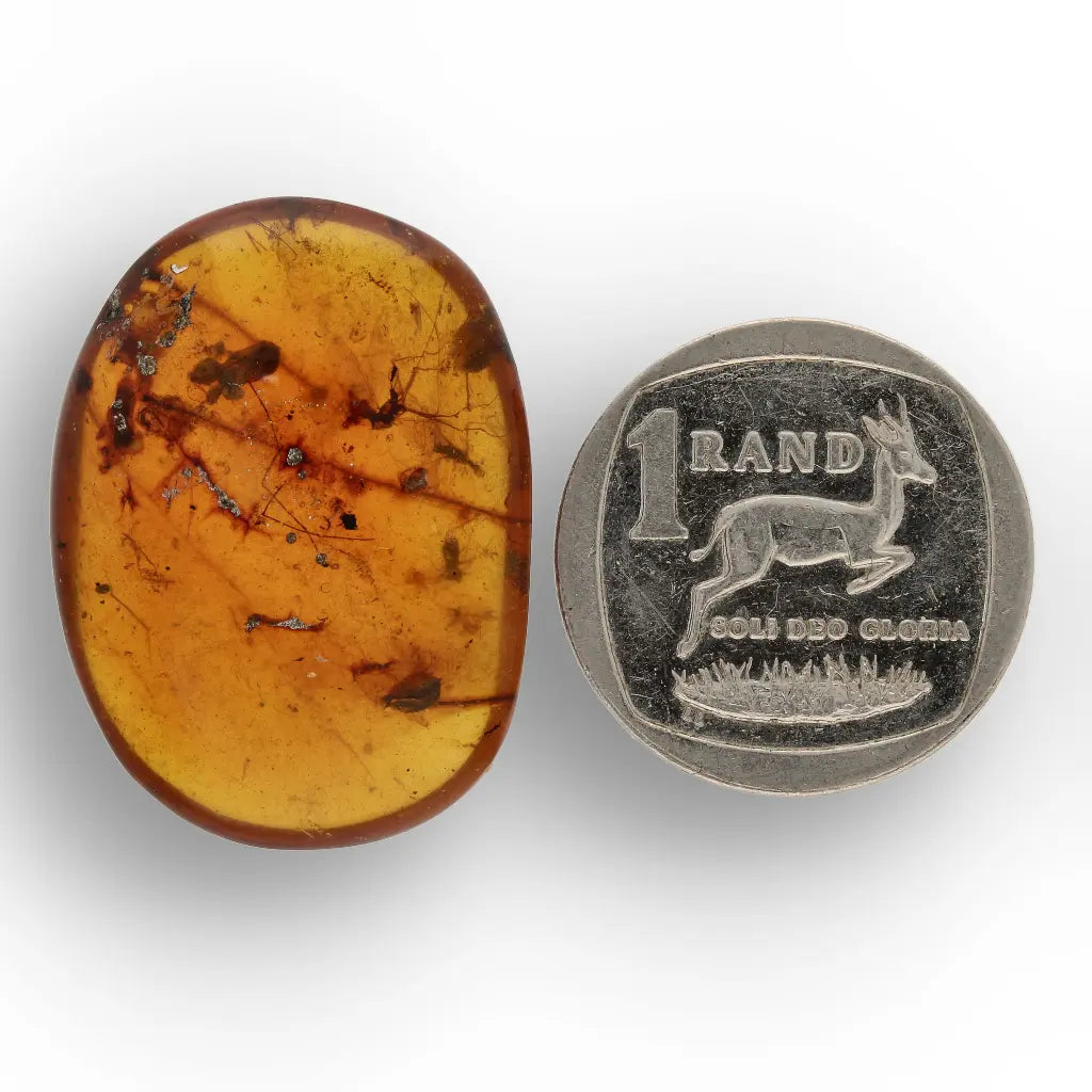 Get your Burma Amber with Trapped Prehistoric Insect – Collectible online now or in store at Forever Gems in Franschhoek, South Africa