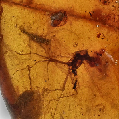 Get your Burma Amber with Trapped Prehistoric Insect – Collectible online now or in store at Forever Gems in Franschhoek, South Africa