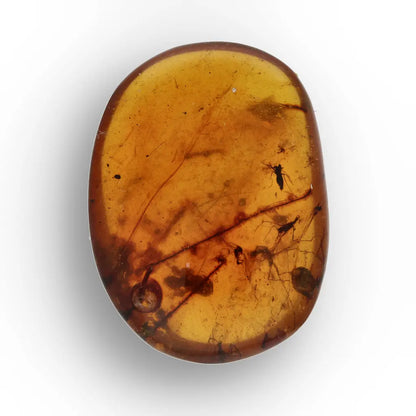 Get your Burma Amber with Trapped Prehistoric Insect – Collectible online now or in store at Forever Gems in Franschhoek, South Africa
