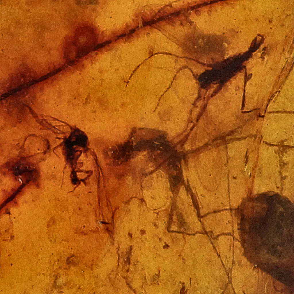 Get your Burma Amber with Trapped Prehistoric Insect – Collectible online now or in store at Forever Gems in Franschhoek, South Africa