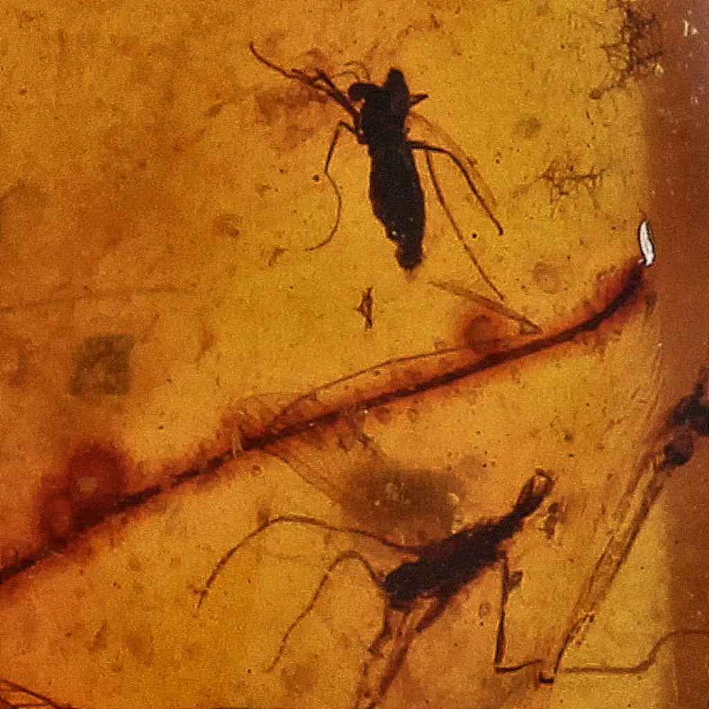 Get your Burma Amber with Trapped Prehistoric Insect – Collectible online now or in store at Forever Gems in Franschhoek, South Africa