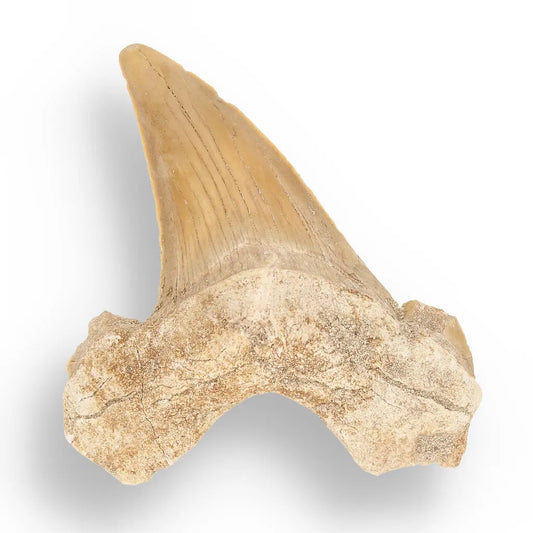 Get your Otodus Obliquus - Giant Prehistoric Shark Tooth for Fossil Collectors online now or in store at Forever Gems in Franschhoek, South Africa