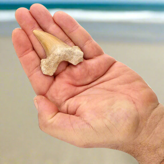 Get your Otodus Obliquus - Giant Prehistoric Shark Tooth for Fossil Collectors online now or in store at Forever Gems in Franschhoek, South Africa