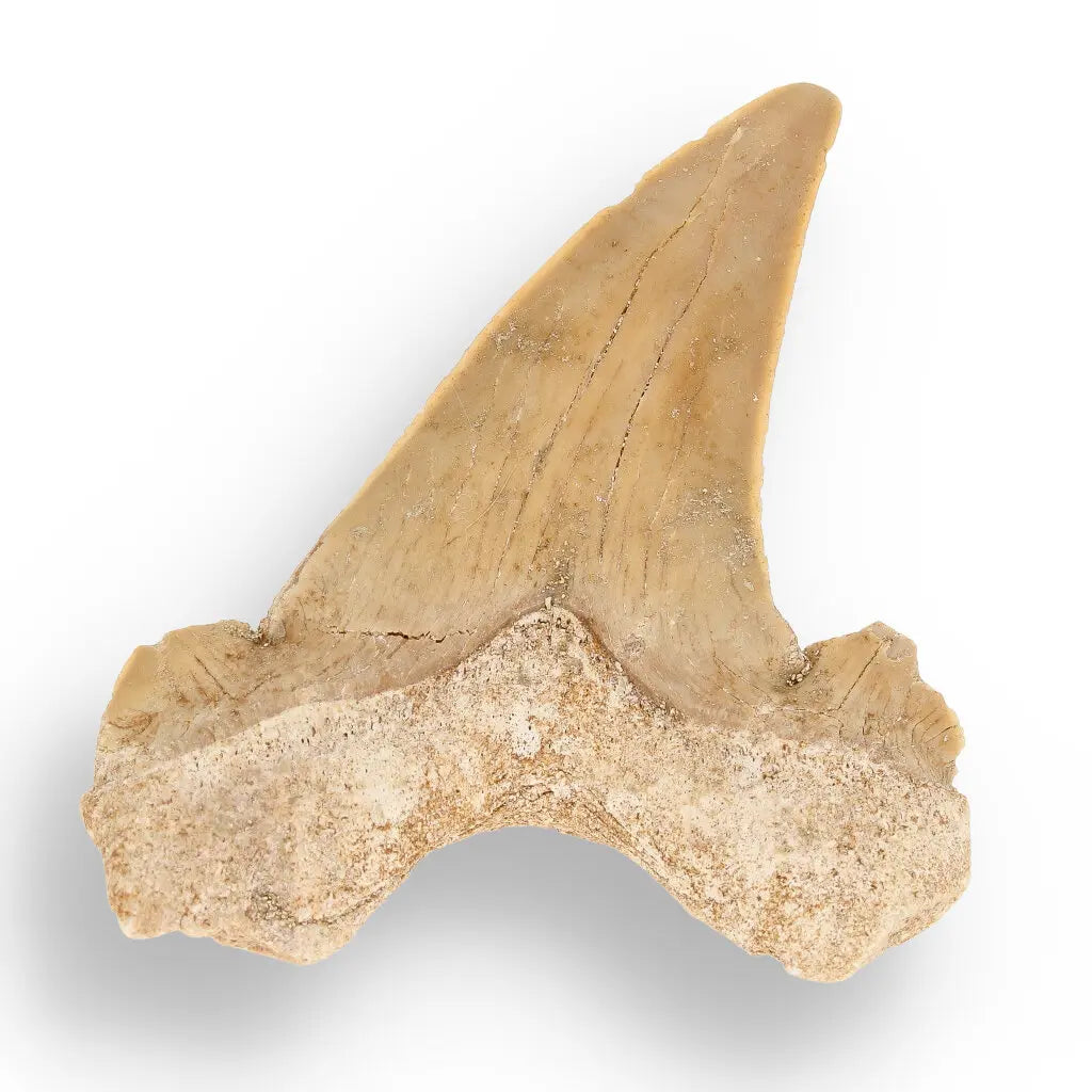 Get your Otodus Obliquus - Giant Prehistoric Shark Tooth for Fossil Collectors online now or in store at Forever Gems in Franschhoek, South Africa