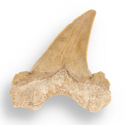 Get your Otodus Obliquus - Giant Prehistoric Shark Tooth for Fossil Collectors online now or in store at Forever Gems in Franschhoek, South Africa