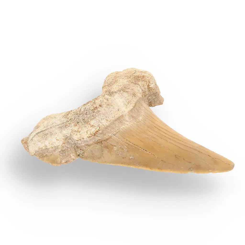Get your Otodus Obliquus - Giant Prehistoric Shark Tooth for Fossil Collectors online now or in store at Forever Gems in Franschhoek, South Africa