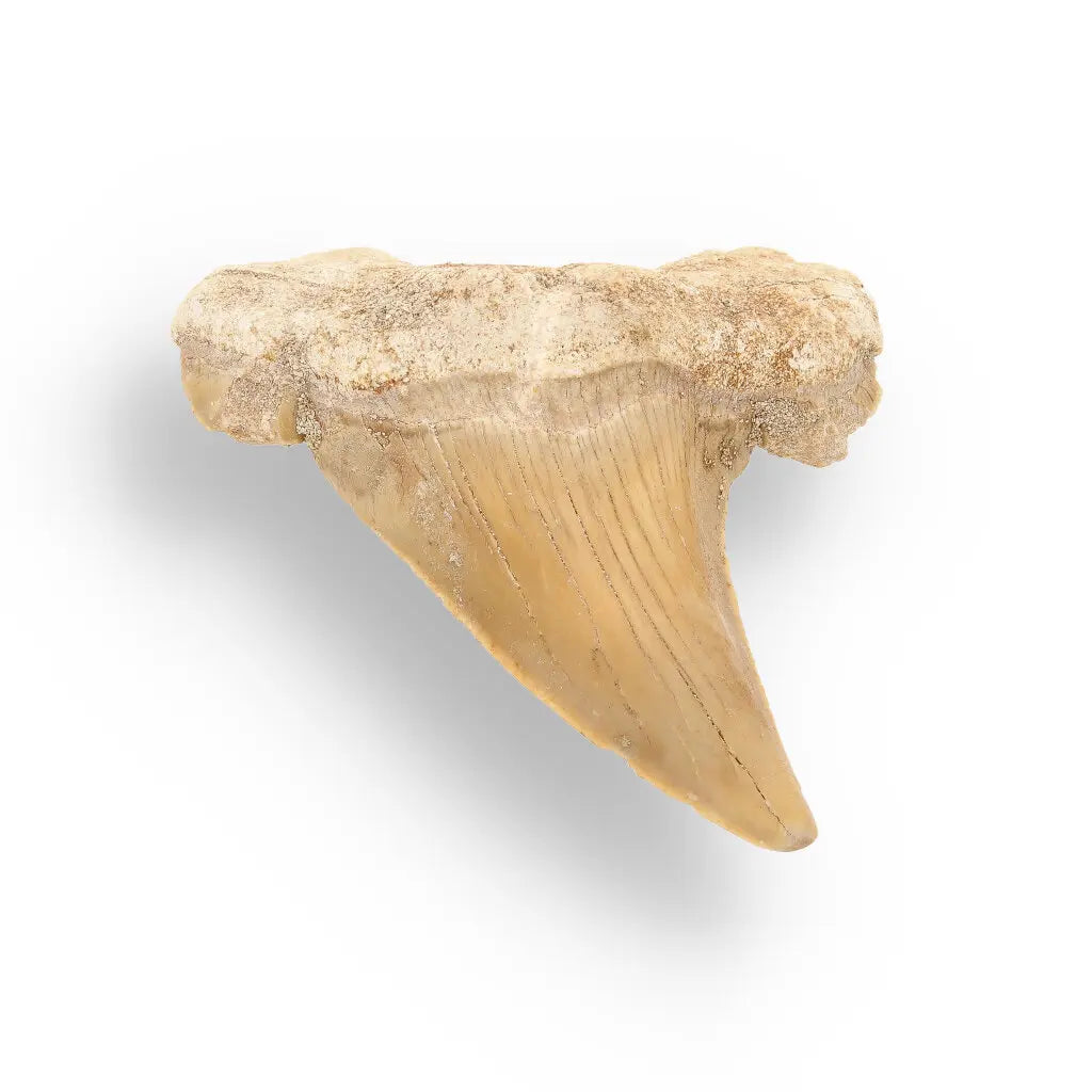 Get your Otodus Obliquus - Giant Prehistoric Shark Tooth for Fossil Collectors online now or in store at Forever Gems in Franschhoek, South Africa
