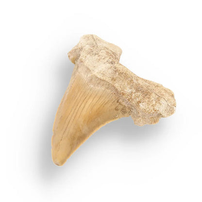 Get your Otodus Obliquus - Giant Prehistoric Shark Tooth for Fossil Collectors online now or in store at Forever Gems in Franschhoek, South Africa
