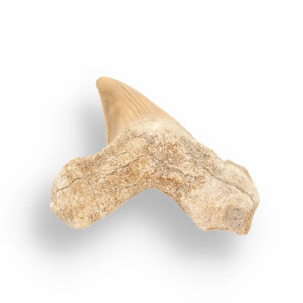 Get your Otodus Obliquus - Giant Prehistoric Shark Tooth for Fossil Collectors online now or in store at Forever Gems in Franschhoek, South Africa