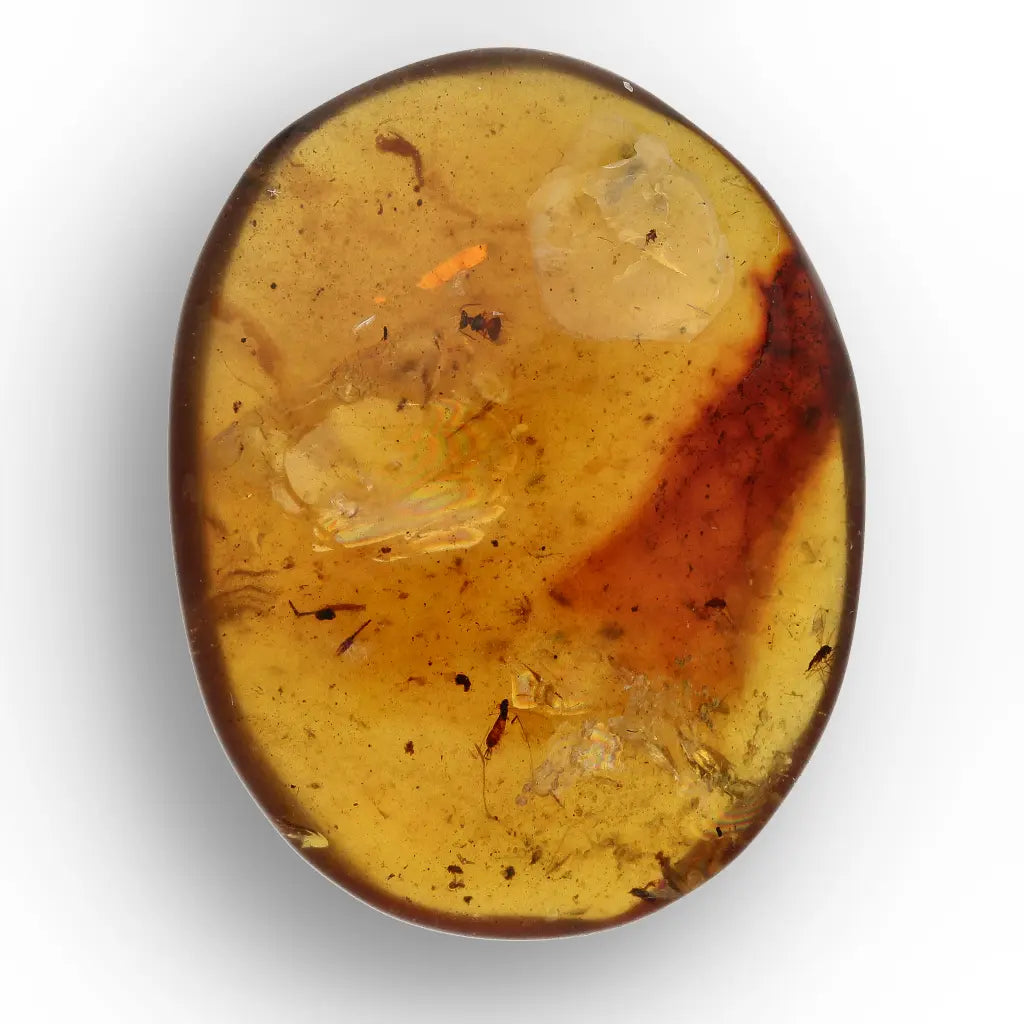 Cretaceous Myanmar Amber with Multiple Insect Inclusions