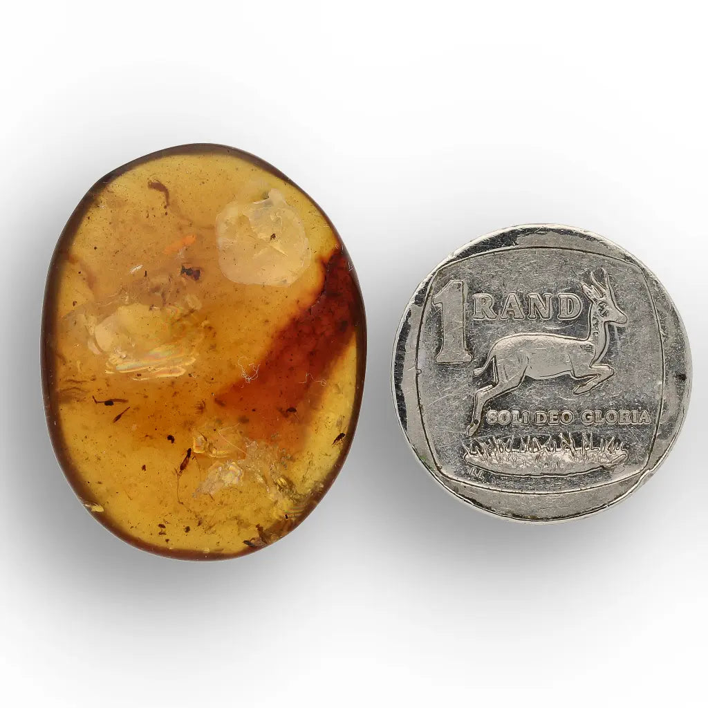 Cretaceous Myanmar Amber with Multiple Insect Inclusions