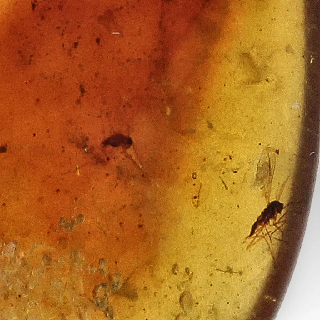 Cretaceous Myanmar Amber with Multiple Insect Inclusions