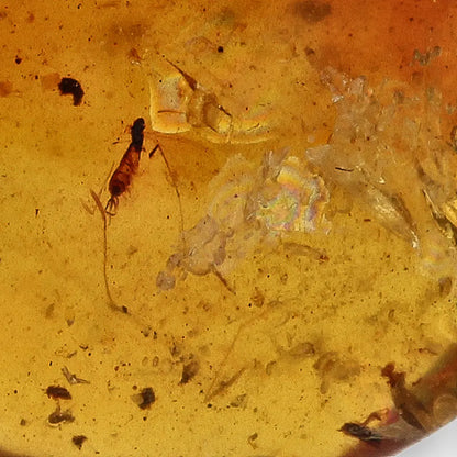 Cretaceous Myanmar Amber with Multiple Insect Inclusions