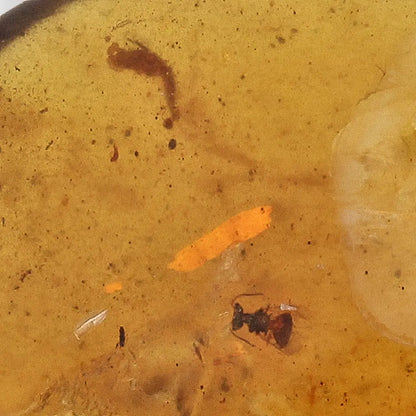 Cretaceous Myanmar Amber with Multiple Insect Inclusions