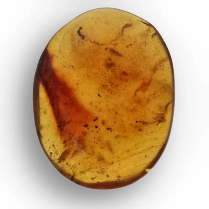 Cretaceous Myanmar Amber with Multiple Insect Inclusions