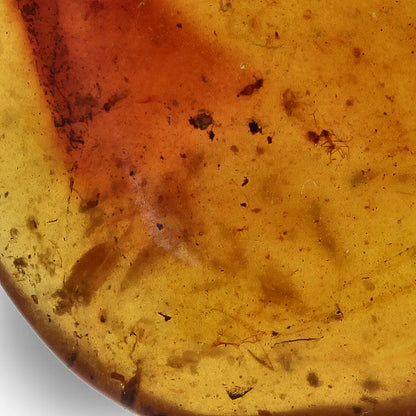 Cretaceous Myanmar Amber with Multiple Insect Inclusions