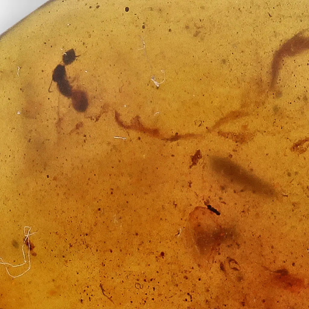 Cretaceous Myanmar Amber with Multiple Insect Inclusions