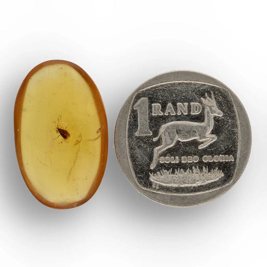 Get your Natural Myanmar Amber Insect Fossil – Unique Collector Specimen online now or in store at Forever Gems in Franschhoek, South Africa