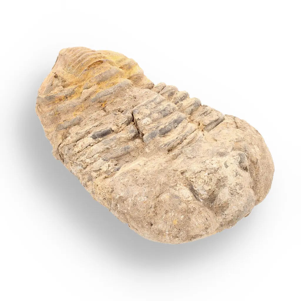 Get your Calymene Trilobite Fossil – Ancient Life Captured in Rock online now or in store at Forever Gems in Franschhoek, South Africa