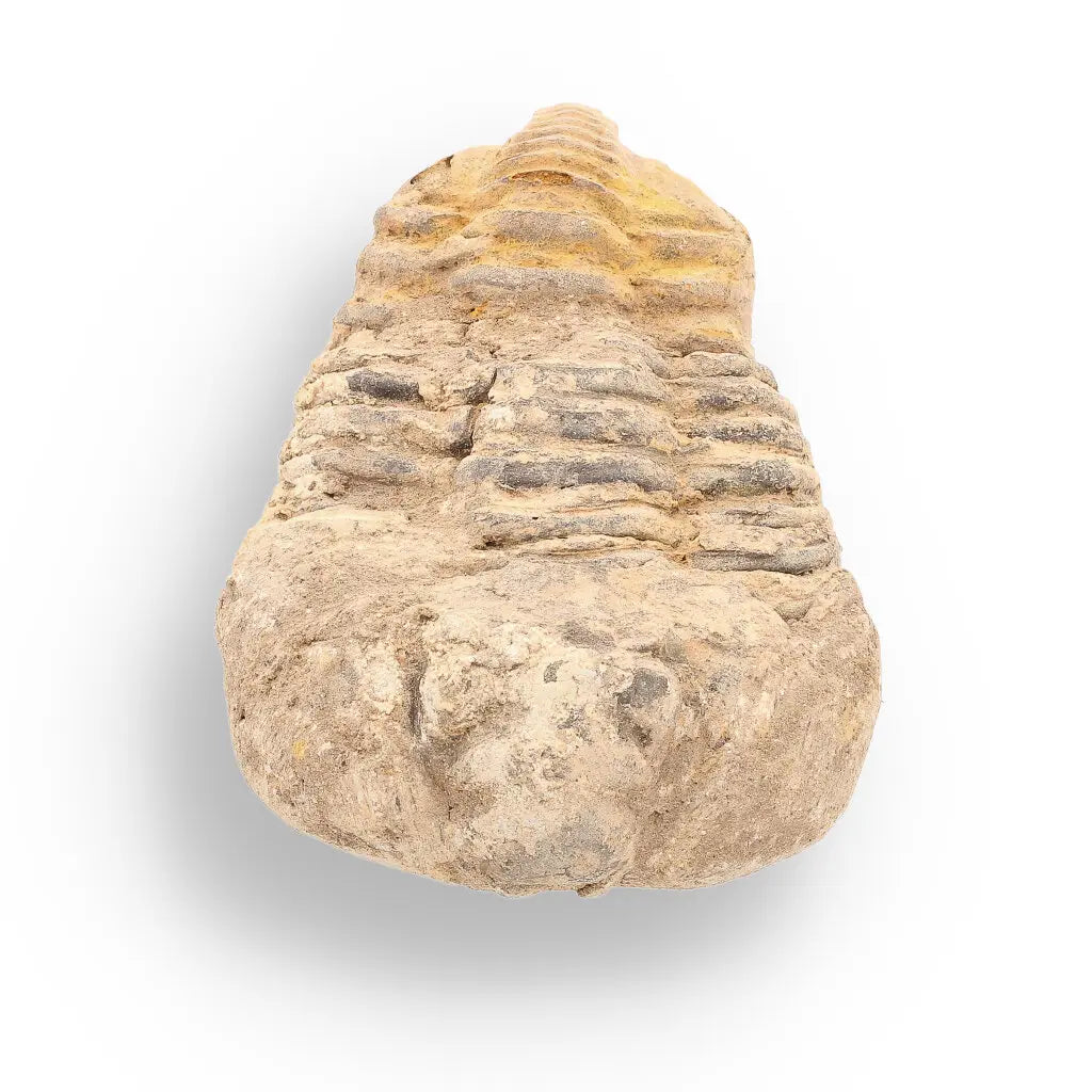 Get your Calymene Trilobite Fossil – Ancient Life Captured in Rock online now or in store at Forever Gems in Franschhoek, South Africa