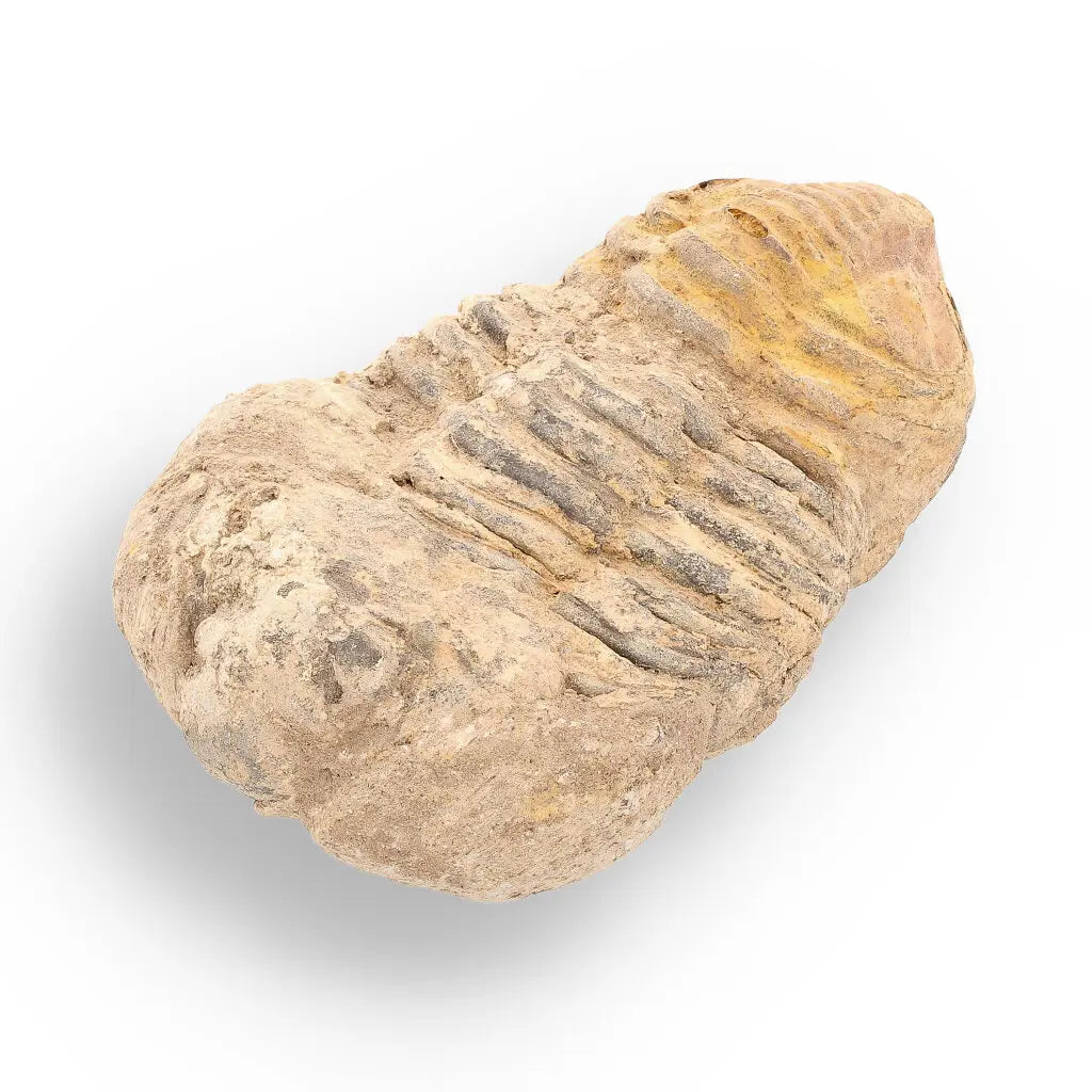 Get your Calymene Trilobite Fossil – Ancient Life Captured in Rock online now or in store at Forever Gems in Franschhoek, South Africa
