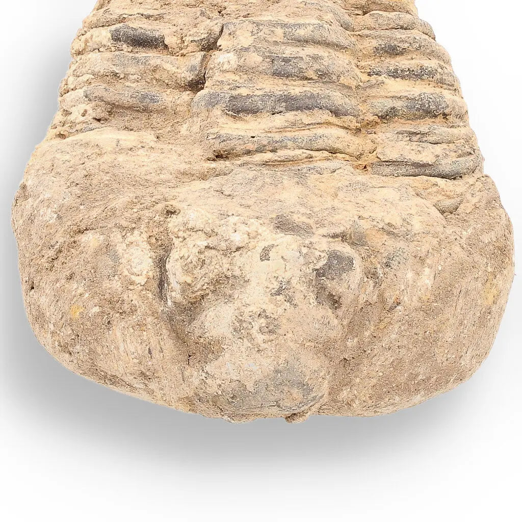 Get your Calymene Trilobite Fossil – Ancient Life Captured in Rock online now or in store at Forever Gems in Franschhoek, South Africa