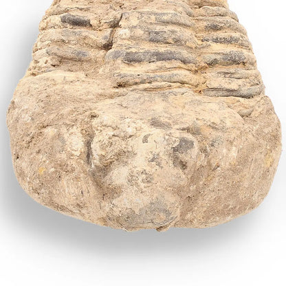 Get your Calymene Trilobite Fossil – Ancient Life Captured in Rock online now or in store at Forever Gems in Franschhoek, South Africa