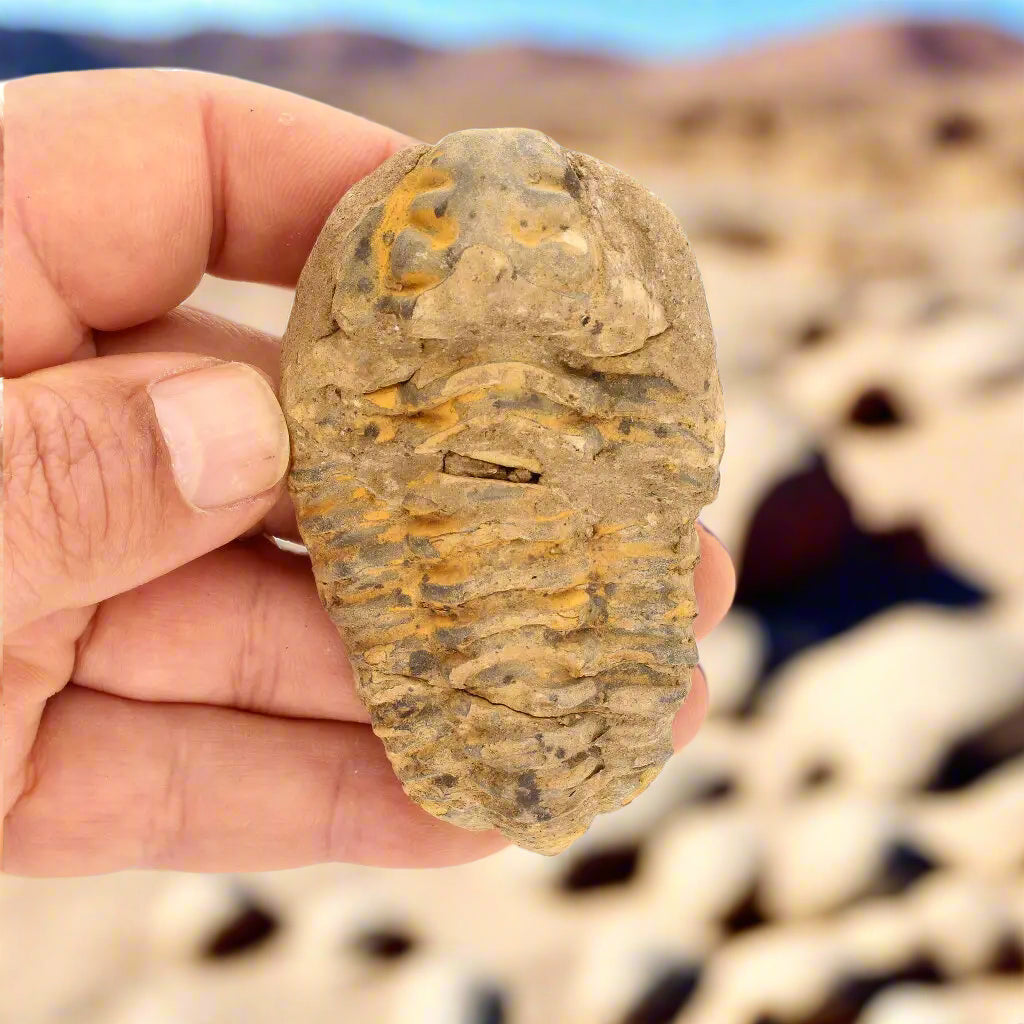 Get your Calymene Trilobite Fossil – A Piece of Prehistoric History online now or in store at Forever Gems in Franschhoek, South Africa