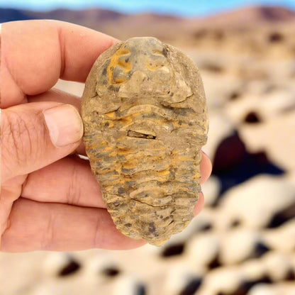 Get your Calymene Trilobite Fossil – A Piece of Prehistoric History online now or in store at Forever Gems in Franschhoek, South Africa