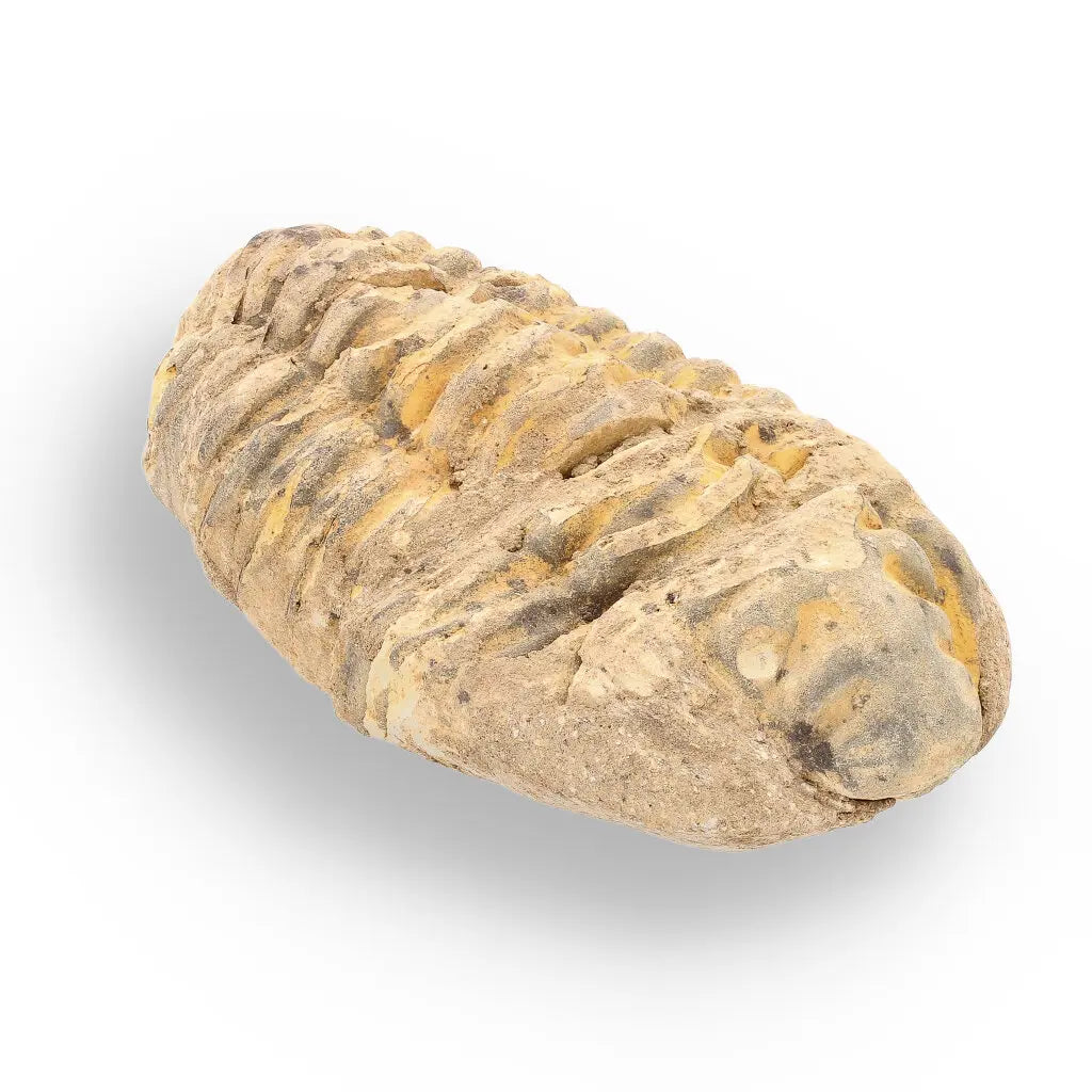 Get your Calymene Trilobite Fossil – A Piece of Prehistoric History online now or in store at Forever Gems in Franschhoek, South Africa
