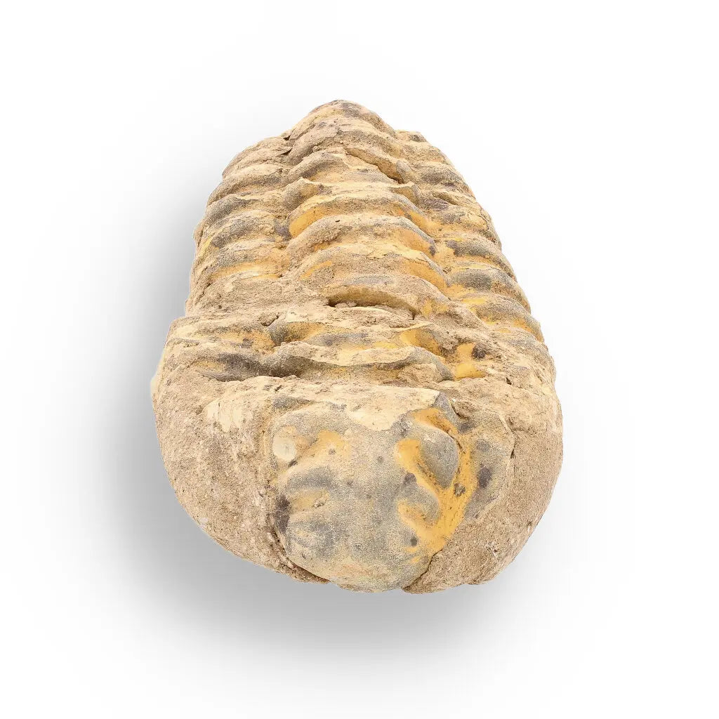 Get your Calymene Trilobite Fossil – A Piece of Prehistoric History online now or in store at Forever Gems in Franschhoek, South Africa